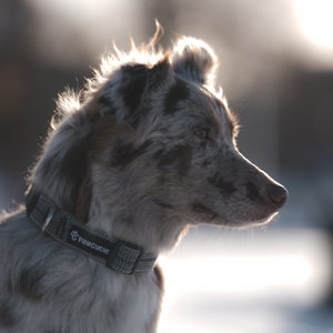Pawcycle Grått hundhalsband tillverkat av återvunnet material